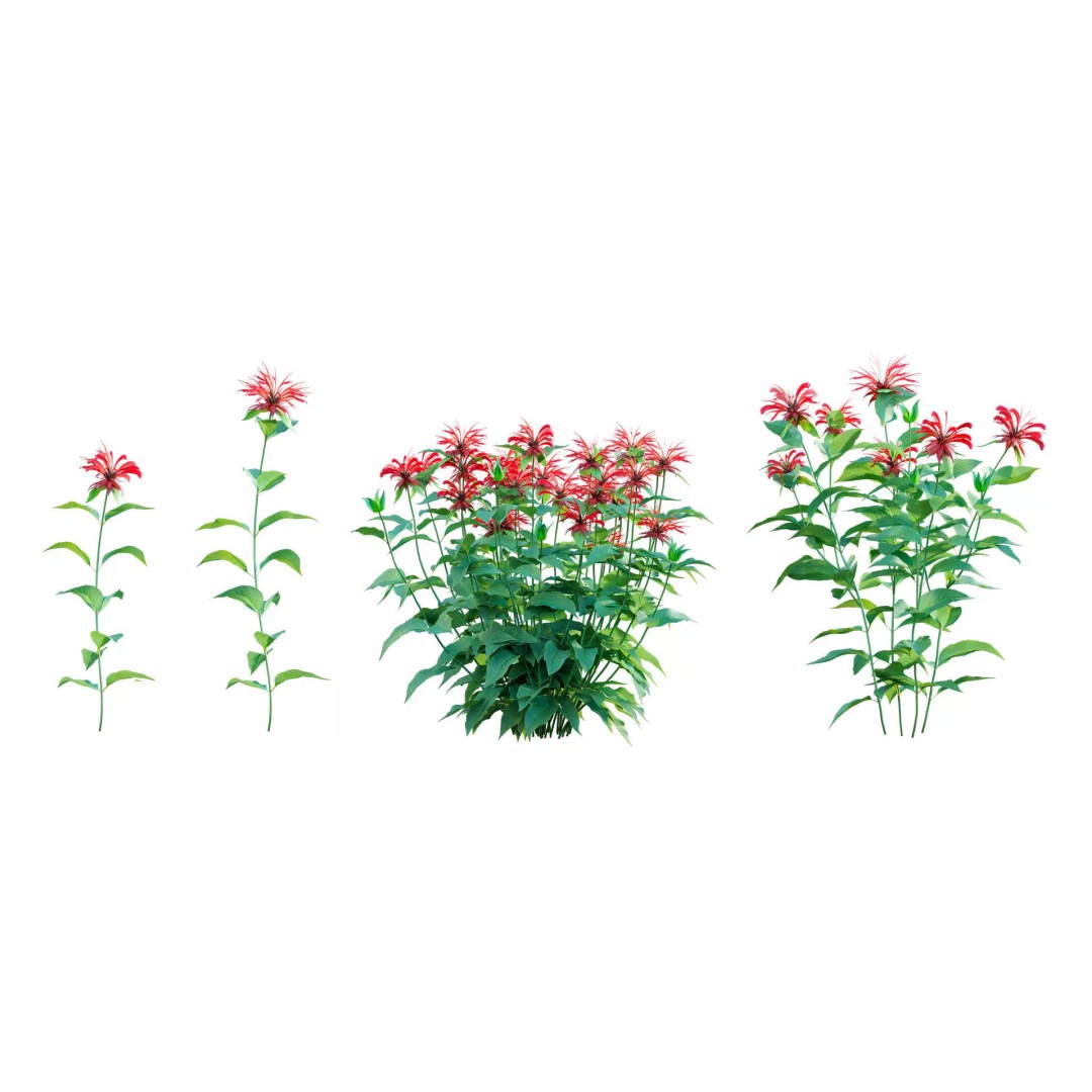 North America Garden 3D Model – PBR Plant Asset, FBX Format - View 22