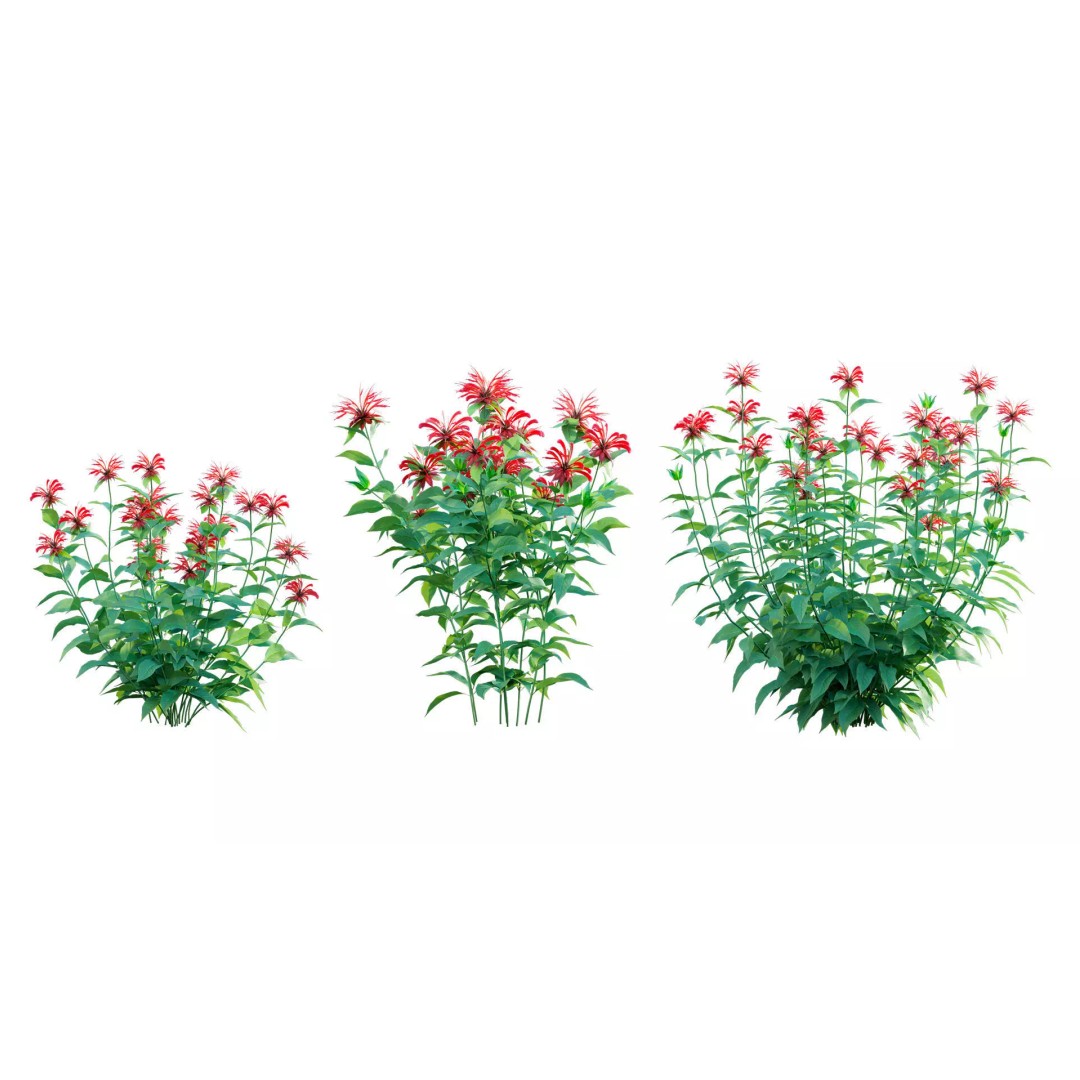 North America Garden 3D Model – PBR Plant Asset, FBX Format - View 23