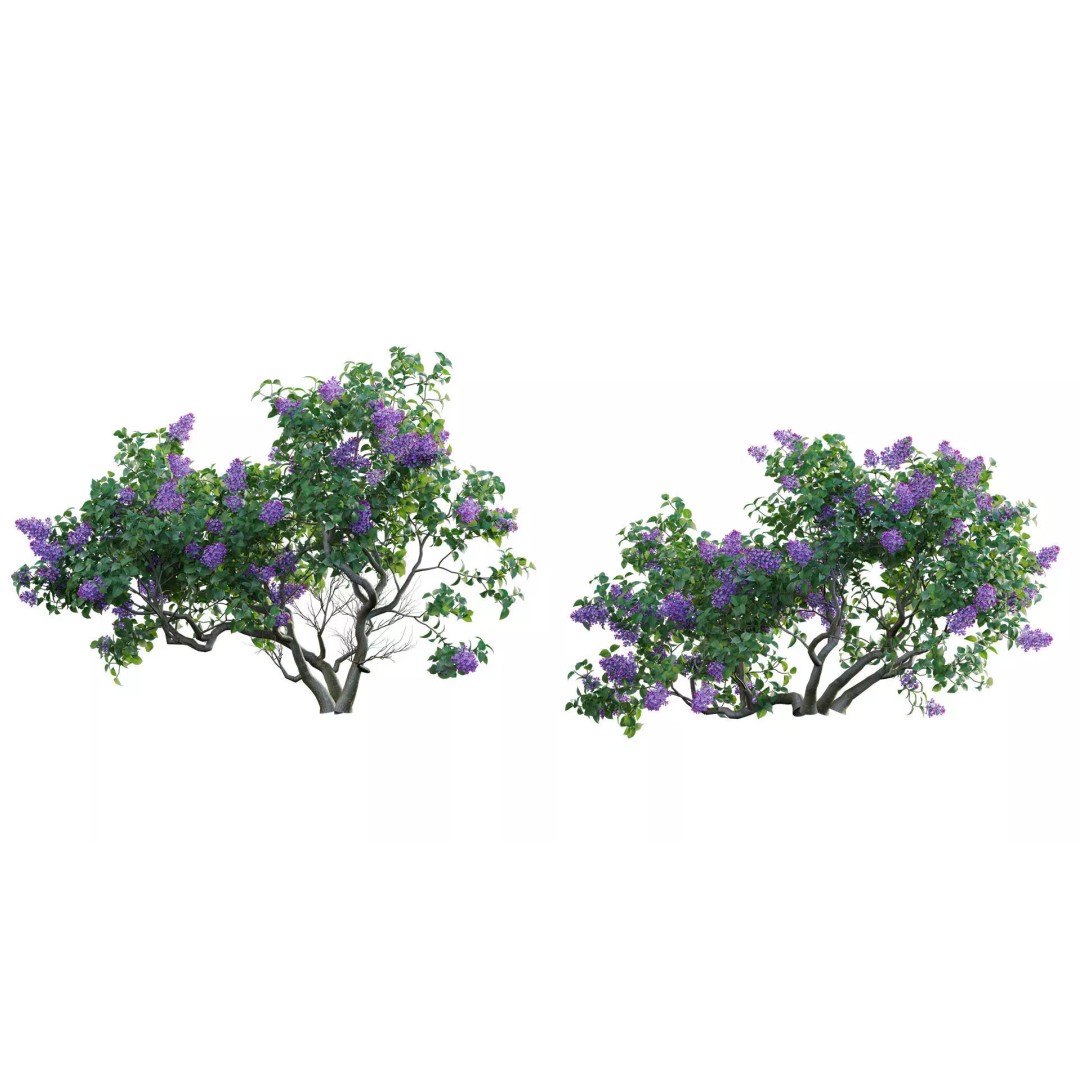 North America Garden 3D Model – PBR Plant Asset, FBX Format - View 25