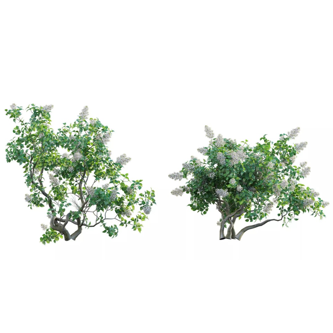 North America Garden 3D Model – PBR Plant Asset, FBX Format - View 26