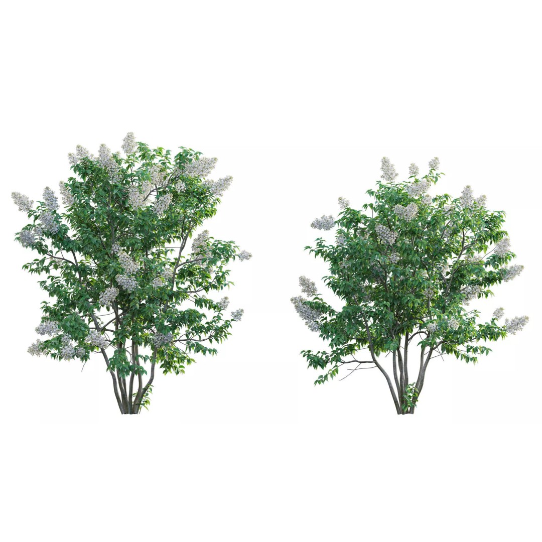 North America Garden 3D Model – PBR Plant Asset, FBX Format - View 27