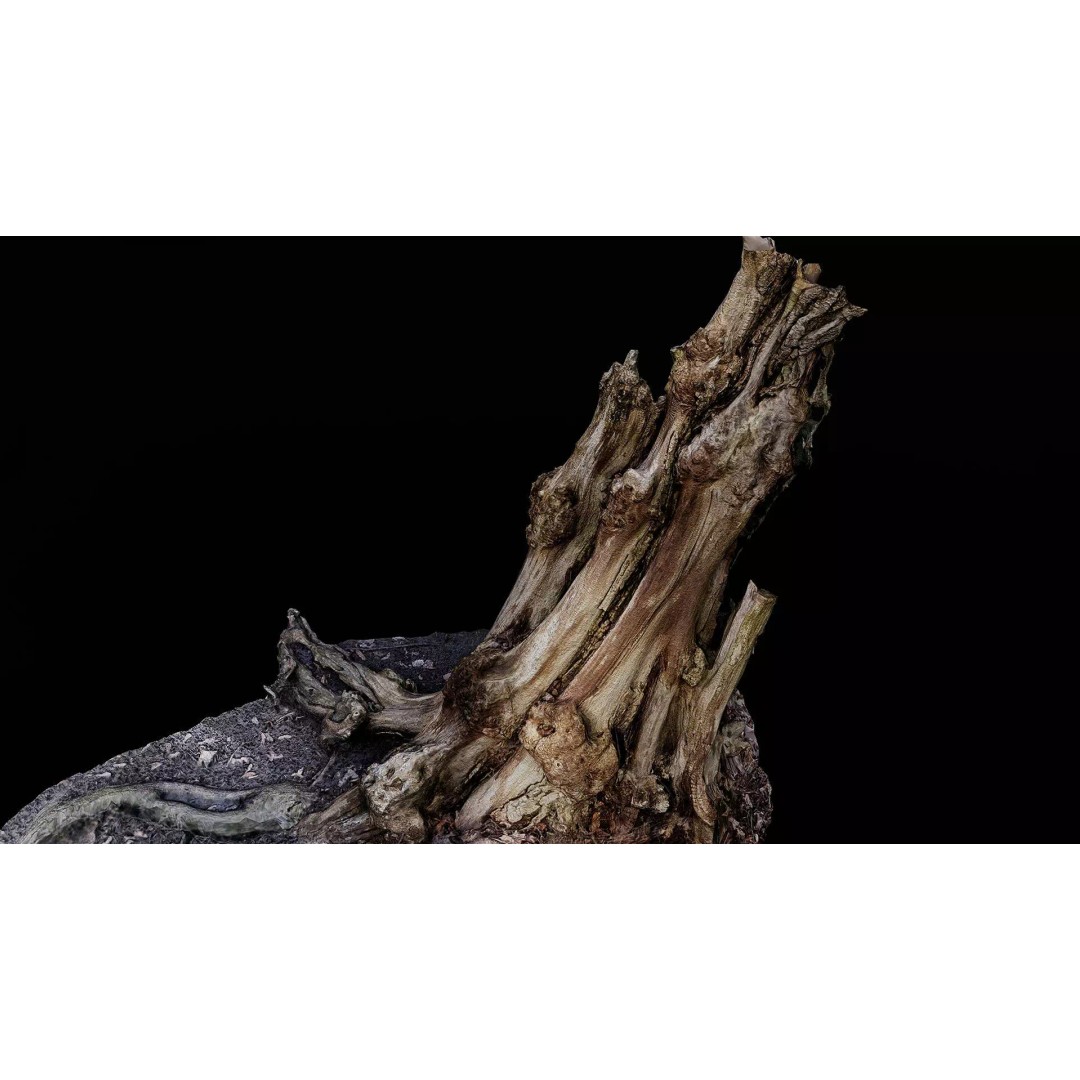 Old Tree Stump 3D Model – Low Poly Photogrammetry Asset, FBX - View 2