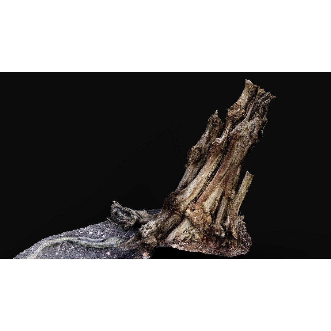 Old Tree Stump 3D Model – Low Poly Photogrammetry Asset, FBX - View 5