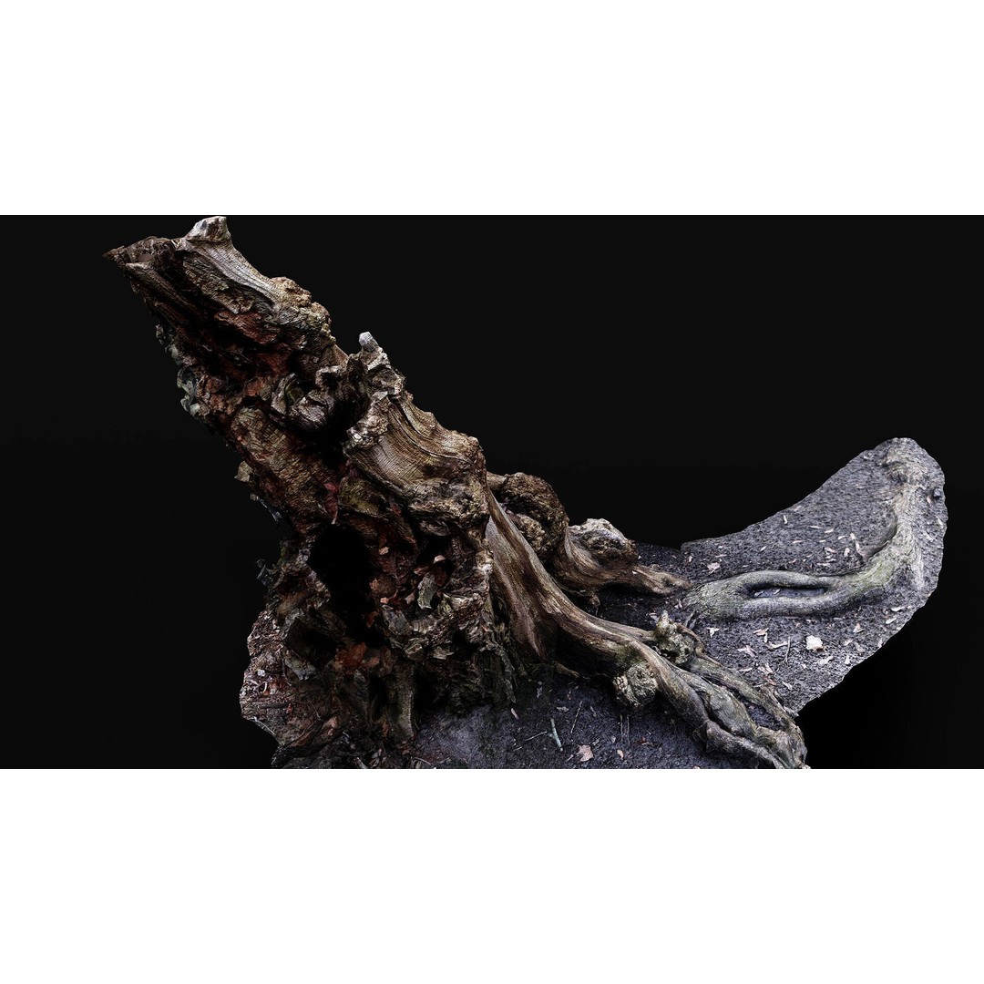 Old Tree Stump 3D Model – Low Poly Photogrammetry Asset, FBX - View 6