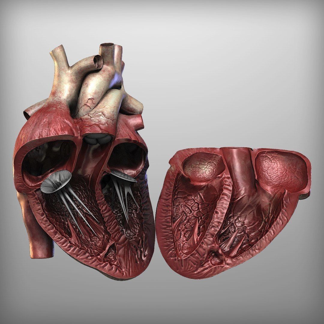 Human Heart - Low-Poly Game-Ready 3D Model - View 10
