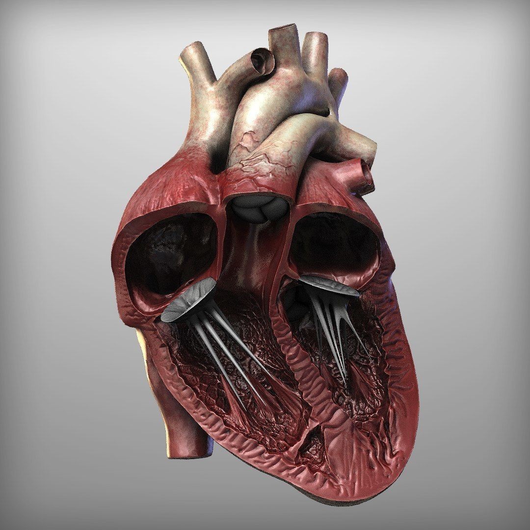Human Heart - Low-Poly Game-Ready 3D Model - View 11