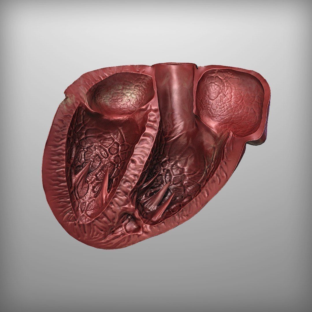 Human Heart - Low-Poly Game-Ready 3D Model - View 12