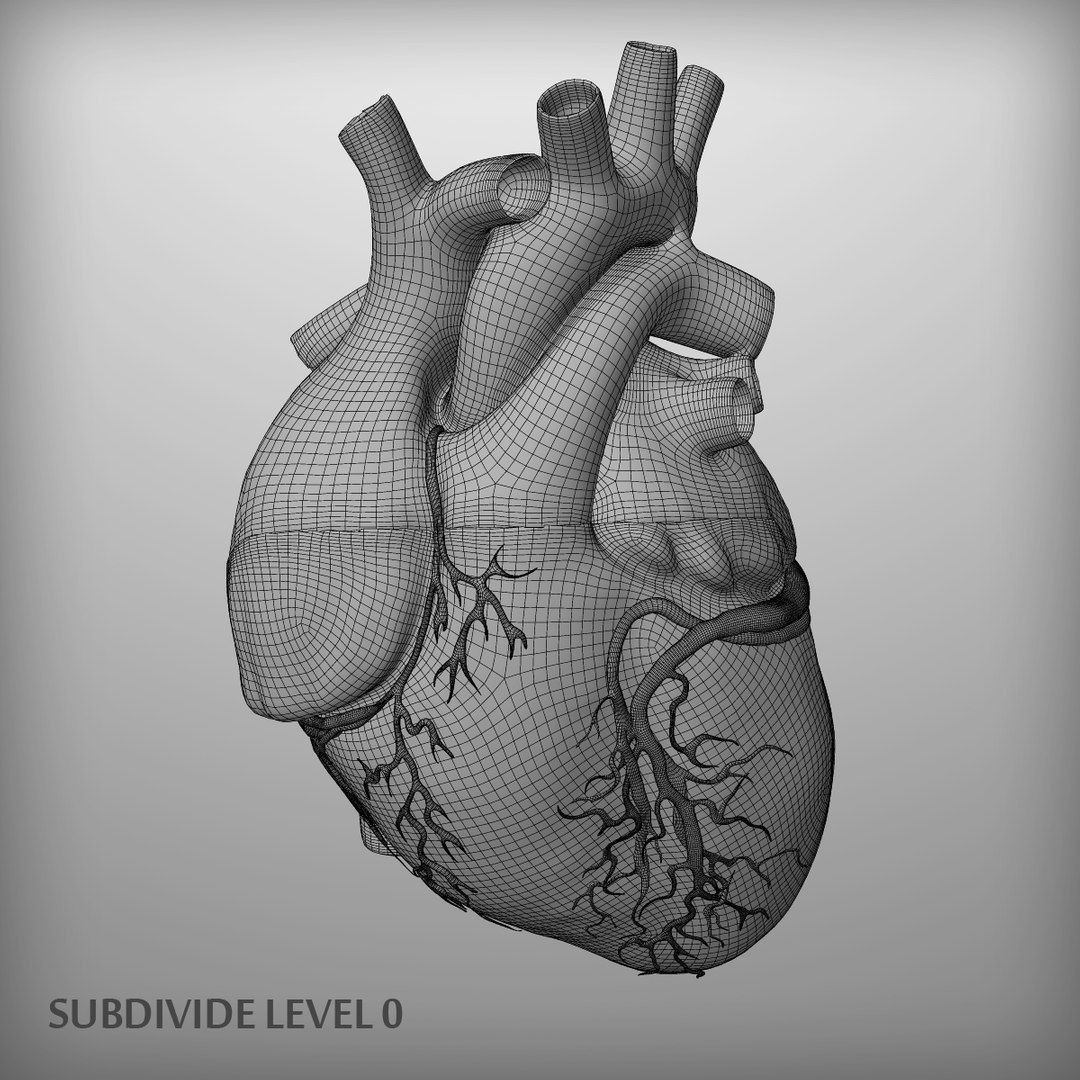 Human Heart - Low-Poly Game-Ready 3D Model - View 13
