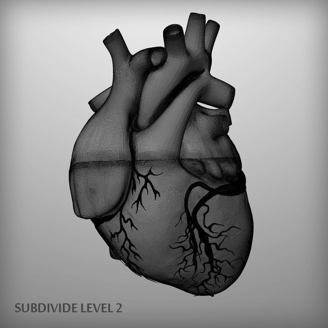 Human Heart - Low-Poly Game-Ready 3D Model - View 15