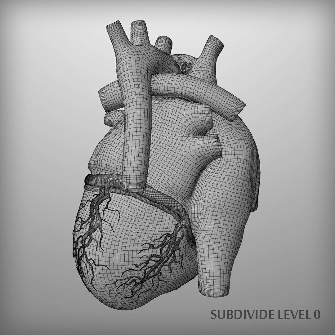 Human Heart - Low-Poly Game-Ready 3D Model - View 16