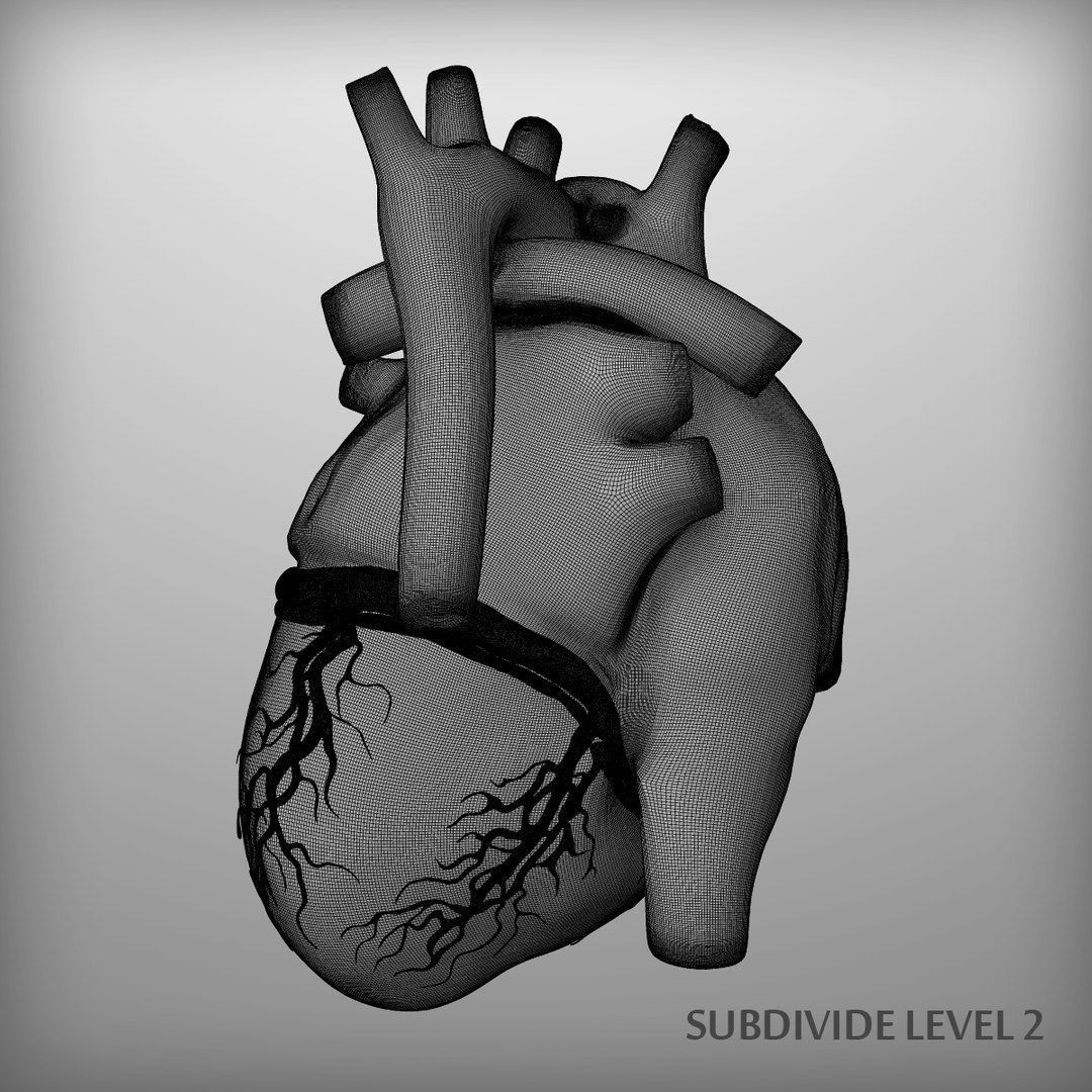 Human Heart - Low-Poly Game-Ready 3D Model - View 18