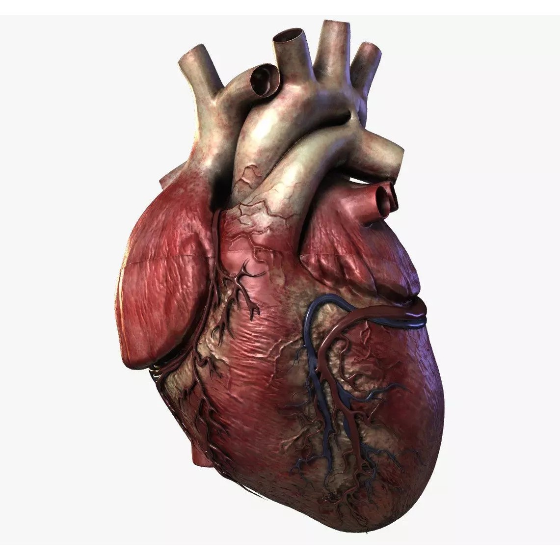 Human Heart - Low-Poly Game-Ready 3D Model - View 2