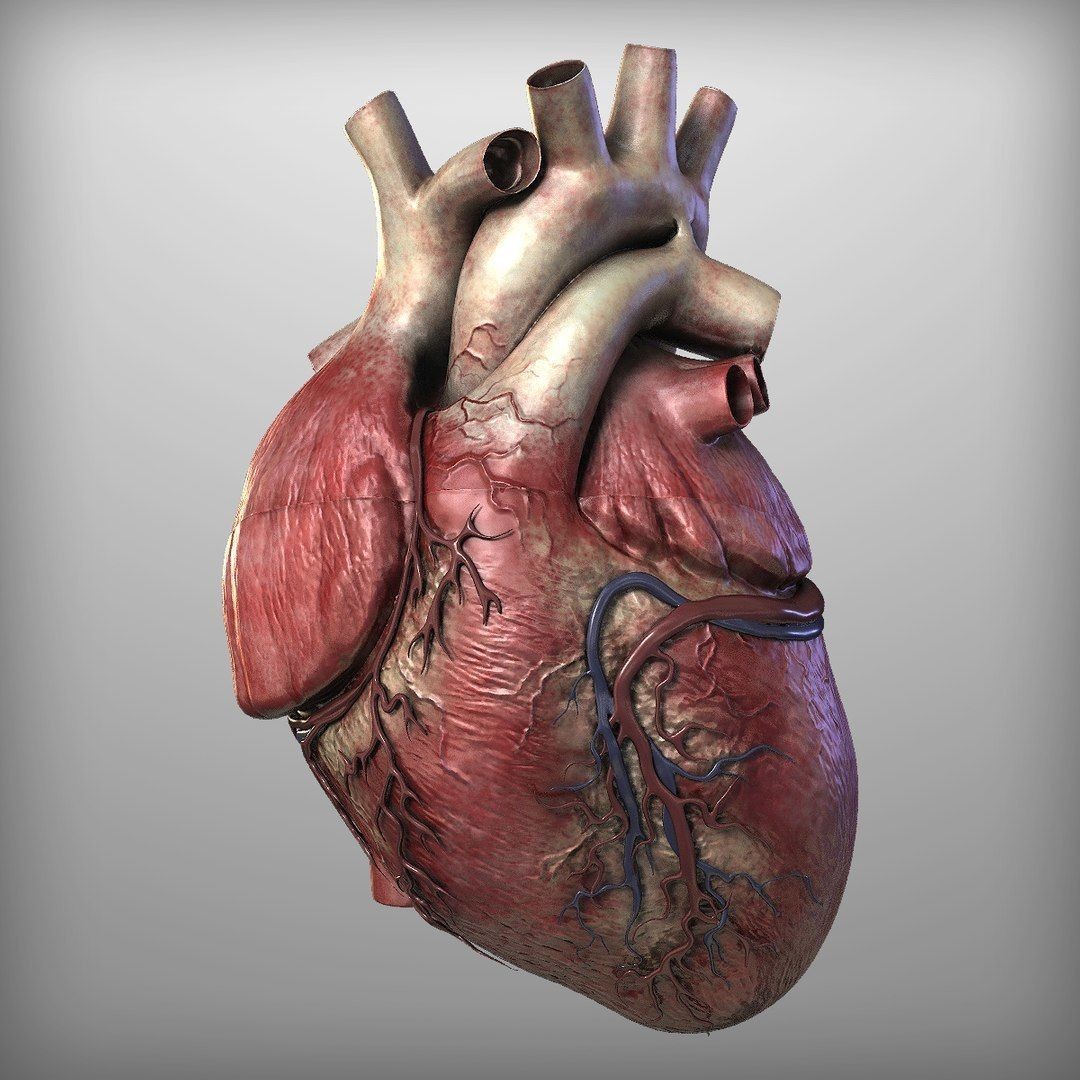 Human Heart - Low-Poly Game-Ready 3D Model - View 3