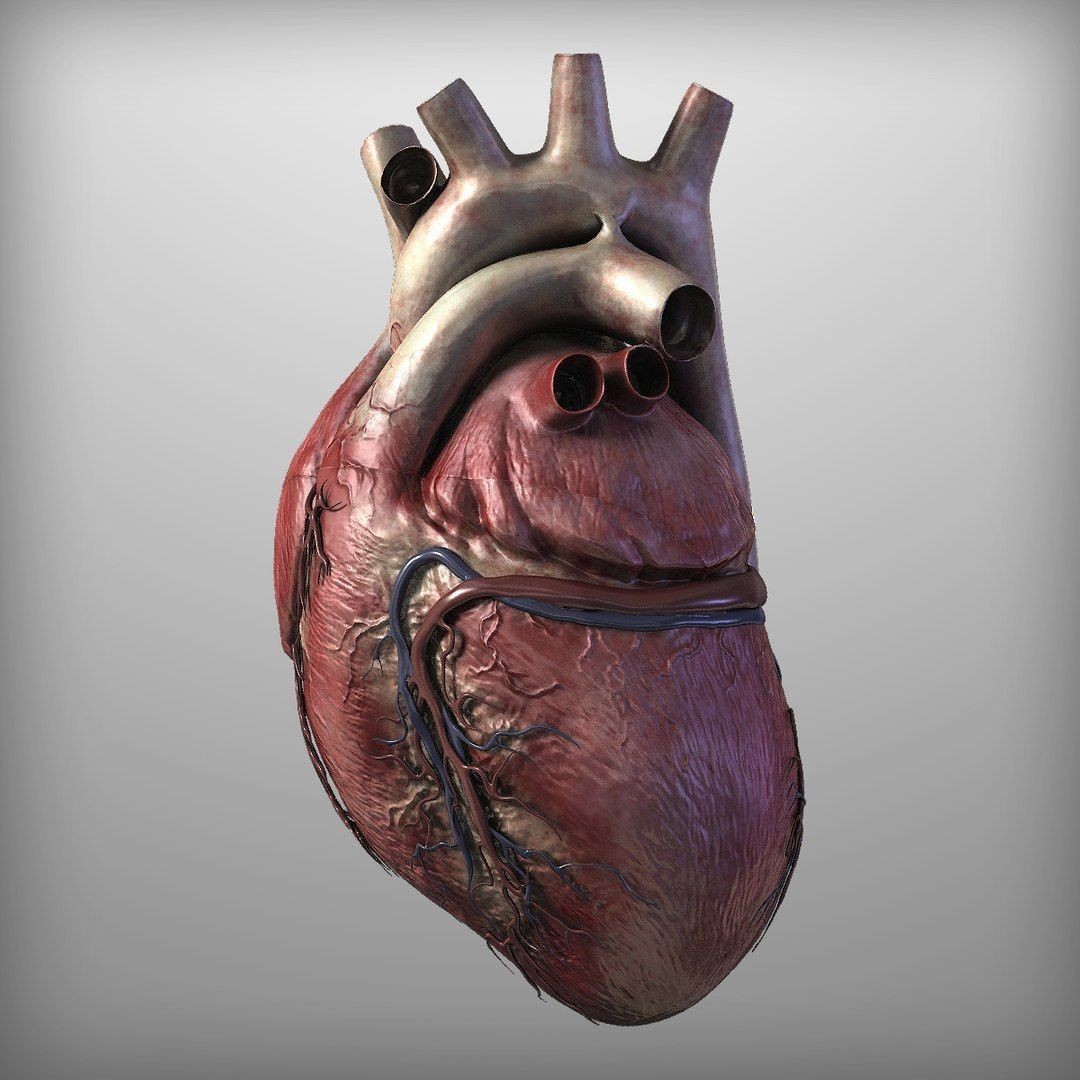 Human Heart - Low-Poly Game-Ready 3D Model - View 4