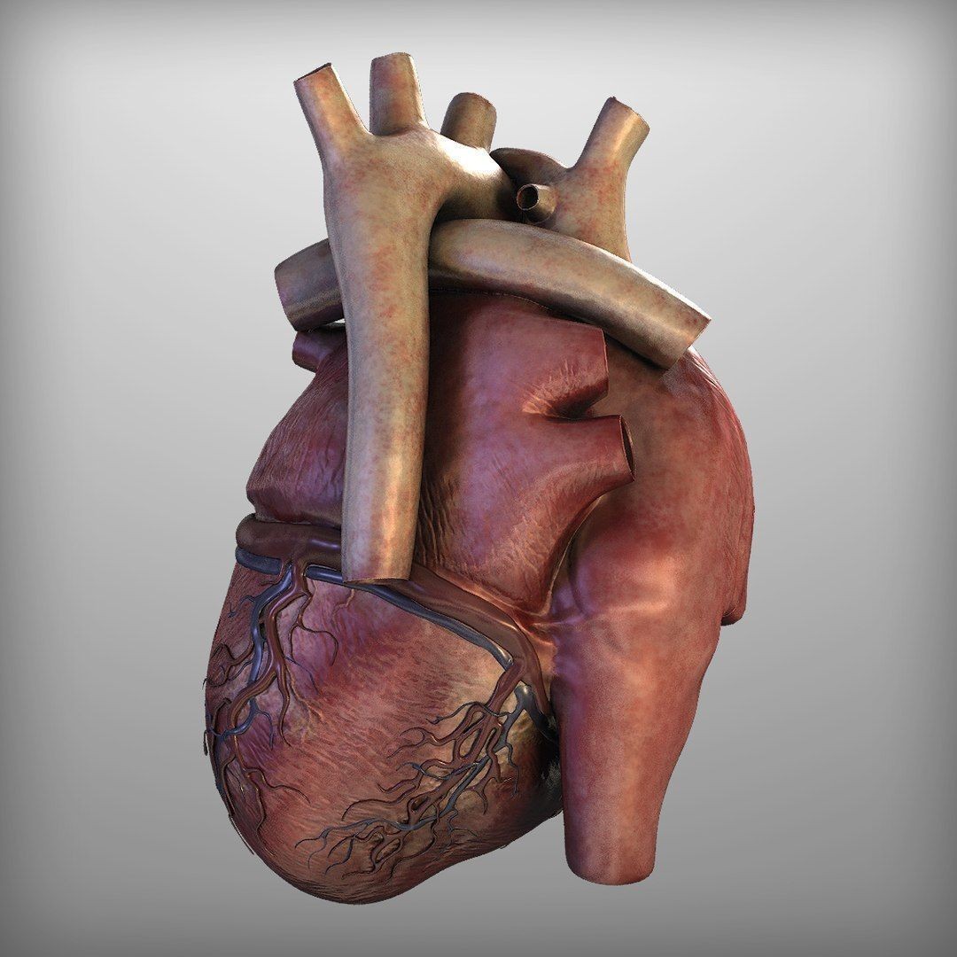 Human Heart - Low-Poly Game-Ready 3D Model - View 5