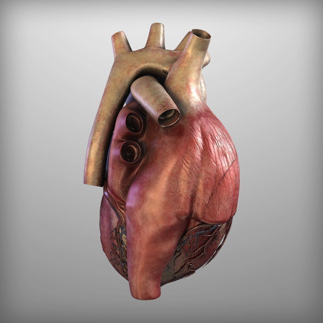 Human Heart - Low-Poly Game-Ready 3D Model - View 6
