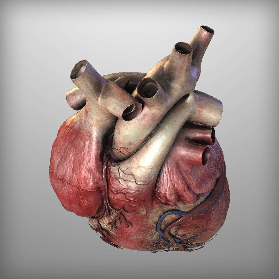 Human Heart - Low-Poly Game-Ready 3D Model - View 8