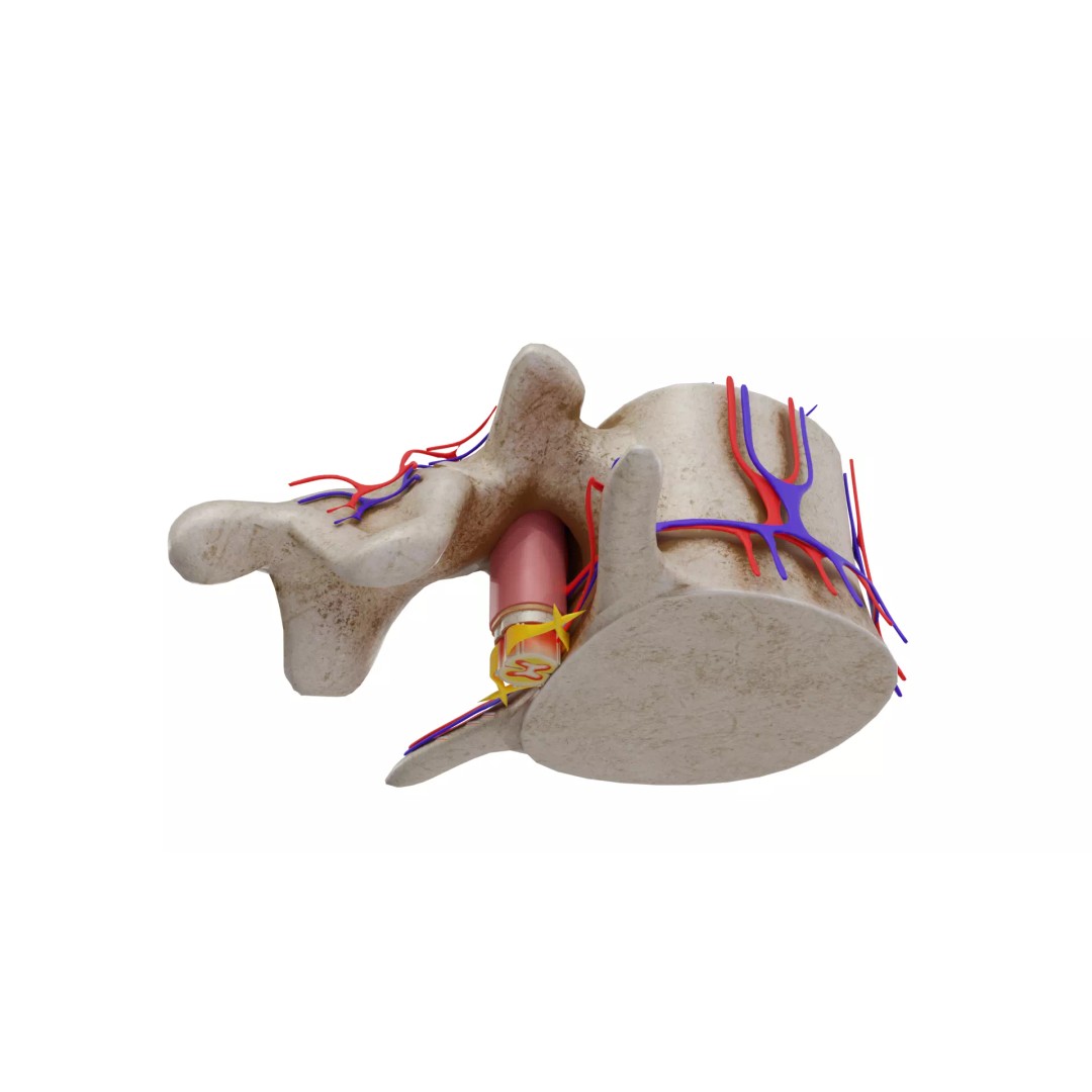 Vertebrae 3D Model – Detailed Low-Poly Spine Anatomy, FBX, OBJ