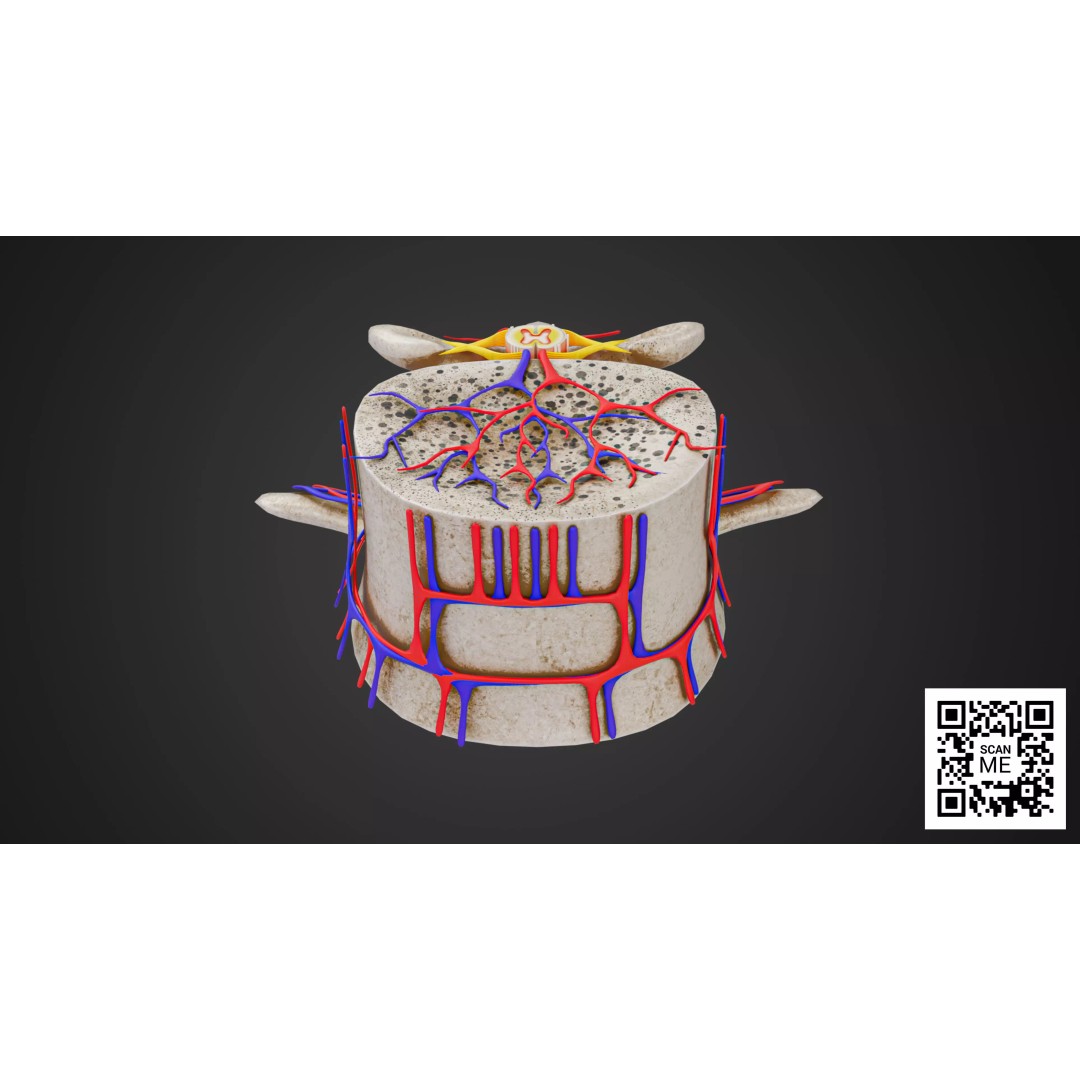Vertebrae 3D Model – Detailed Low-Poly Spine Anatomy, FBX, OBJ - View 10