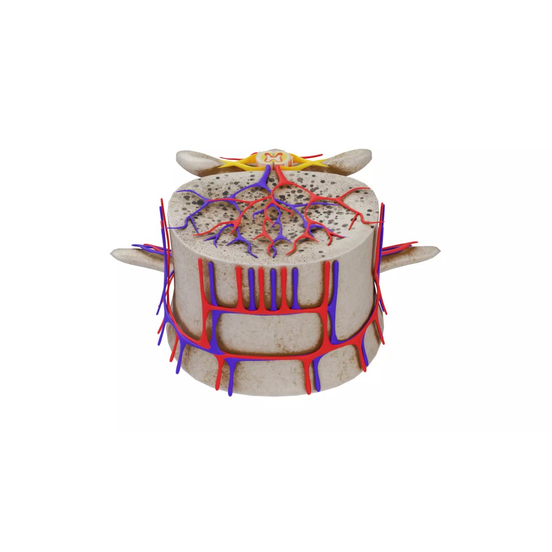 Vertebrae 3D Model – Detailed Low-Poly Spine Anatomy, FBX, OBJ - View 12