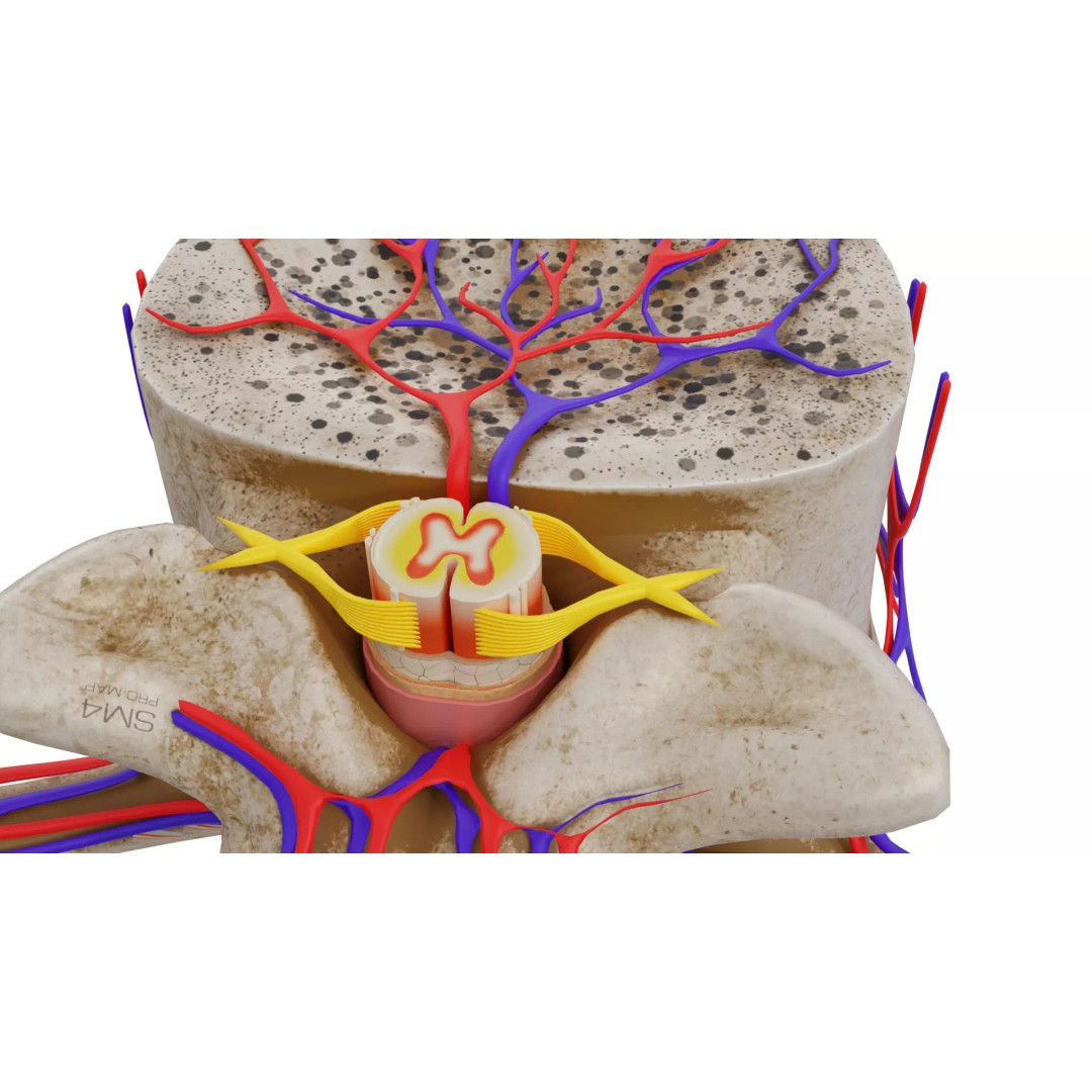 Vertebrae 3D Model – Detailed Low-Poly Spine Anatomy, FBX, OBJ - View 13