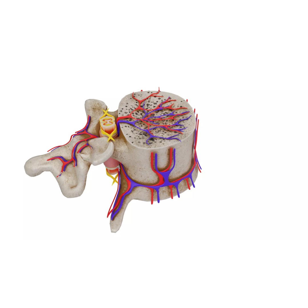 Vertebrae 3D Model – Detailed Low-Poly Spine Anatomy, FBX, OBJ - View 14