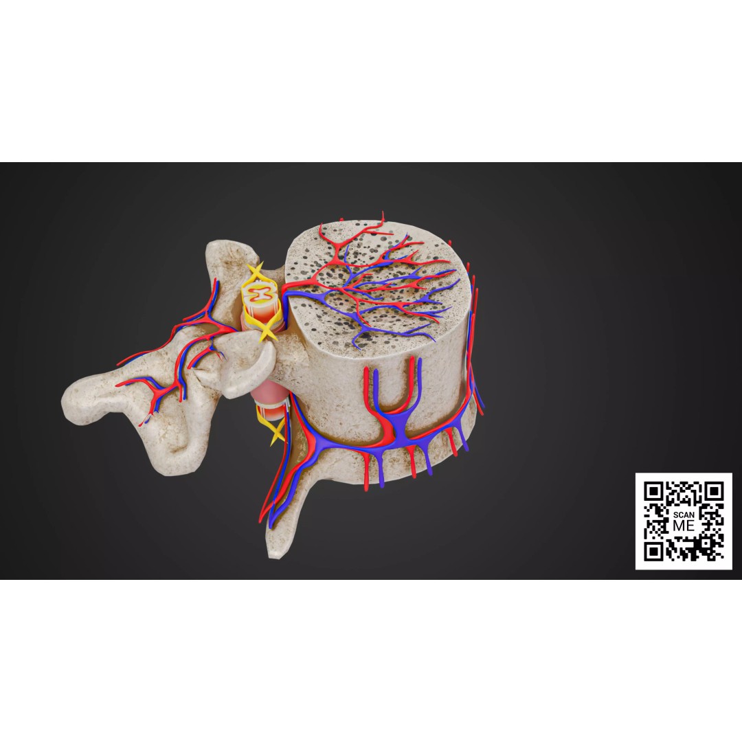 Vertebrae 3D Model – Detailed Low-Poly Spine Anatomy, FBX, OBJ - View 2
