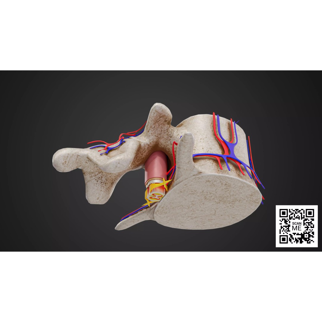 Vertebrae 3D Model – Detailed Low-Poly Spine Anatomy, FBX, OBJ - View 4