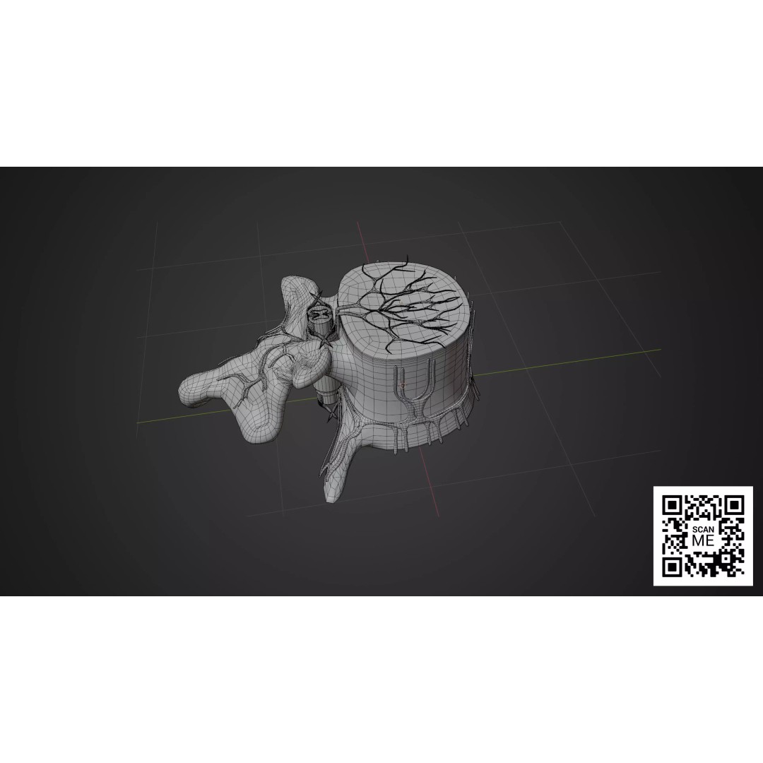 Vertebrae 3D Model – Detailed Low-Poly Spine Anatomy, FBX, OBJ - View 5