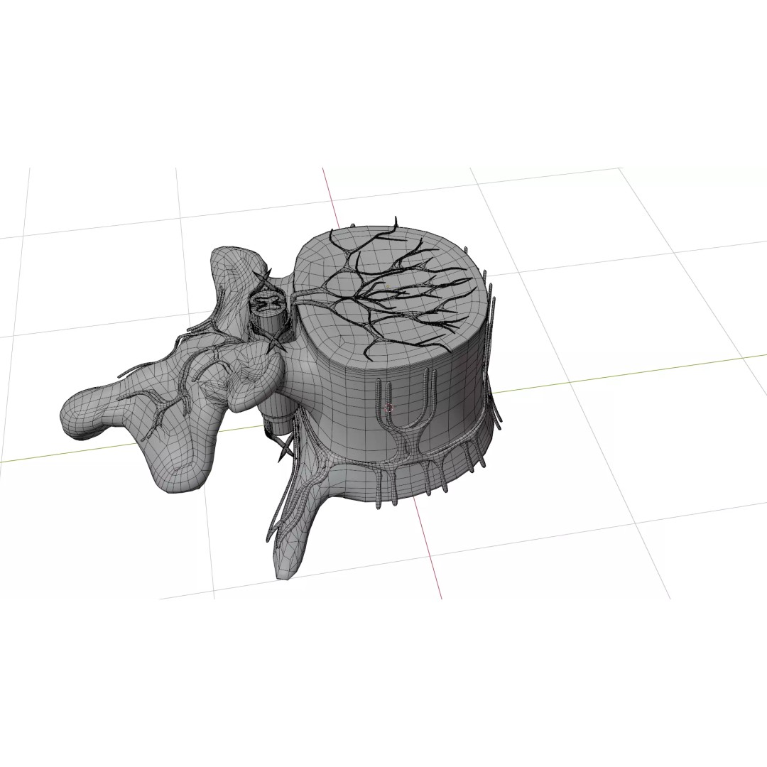 Vertebrae 3D Model – Detailed Low-Poly Spine Anatomy, FBX, OBJ - View 9