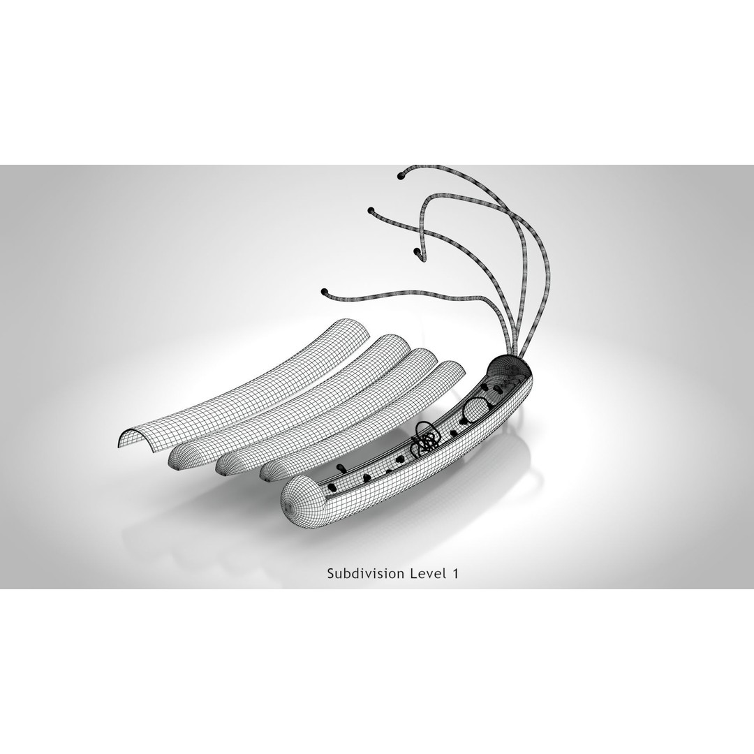 Prokaryotic Structure 3D Model – Low Poly PBR Asset, FBX, OBJ - View 12