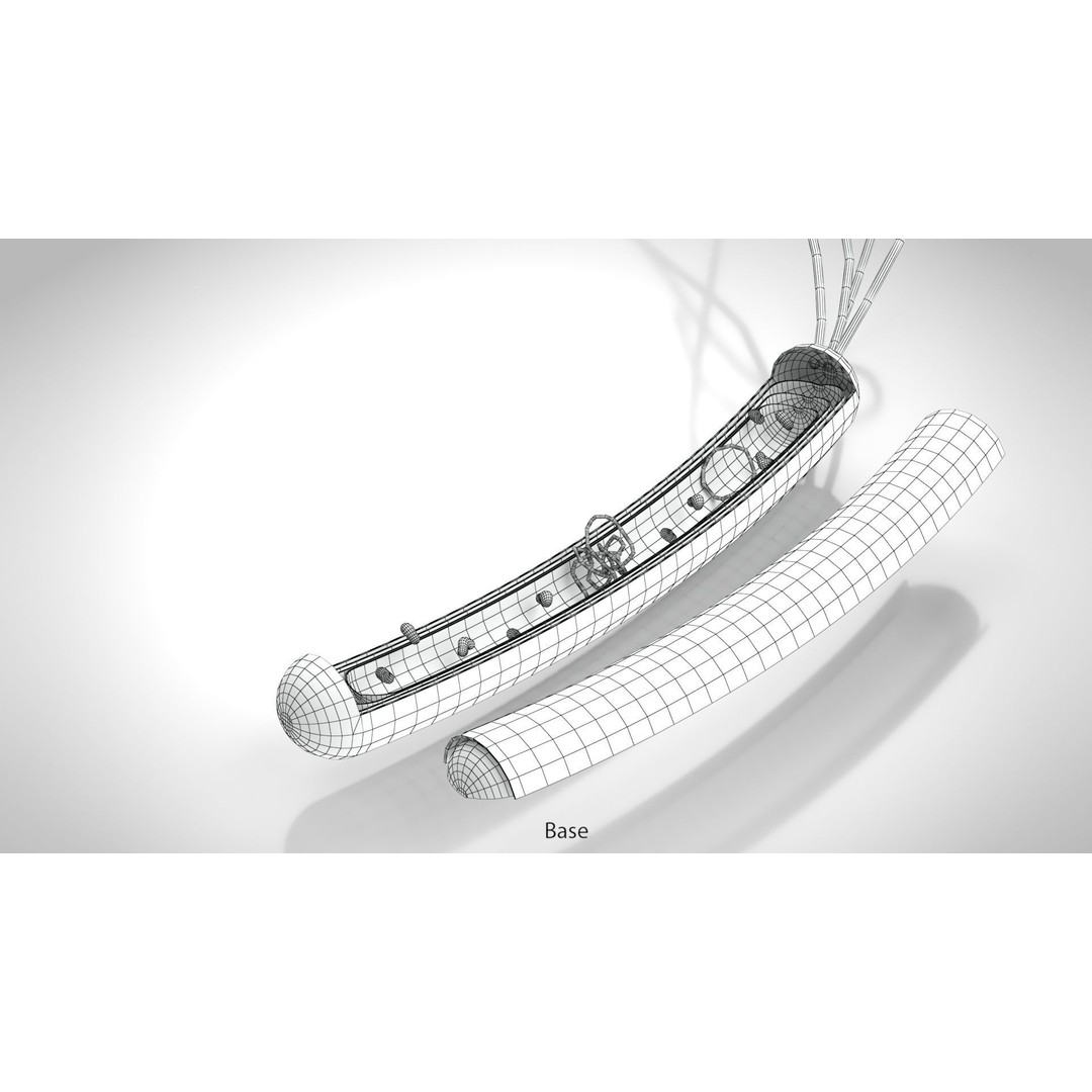 Prokaryotic Structure 3D Model – Low Poly PBR Asset, FBX, OBJ - View 15
