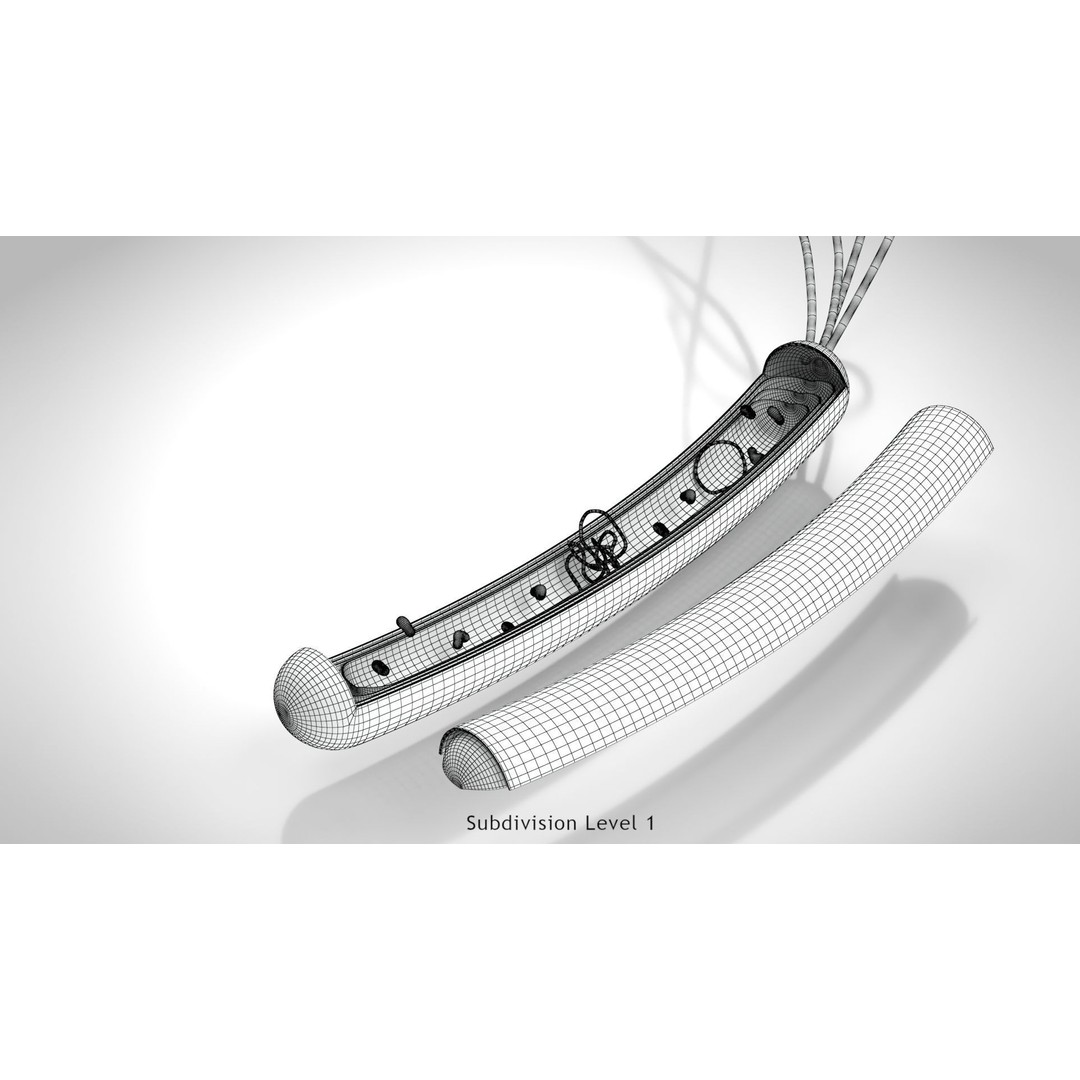 Prokaryotic Structure 3D Model – Low Poly PBR Asset, FBX, OBJ - View 16
