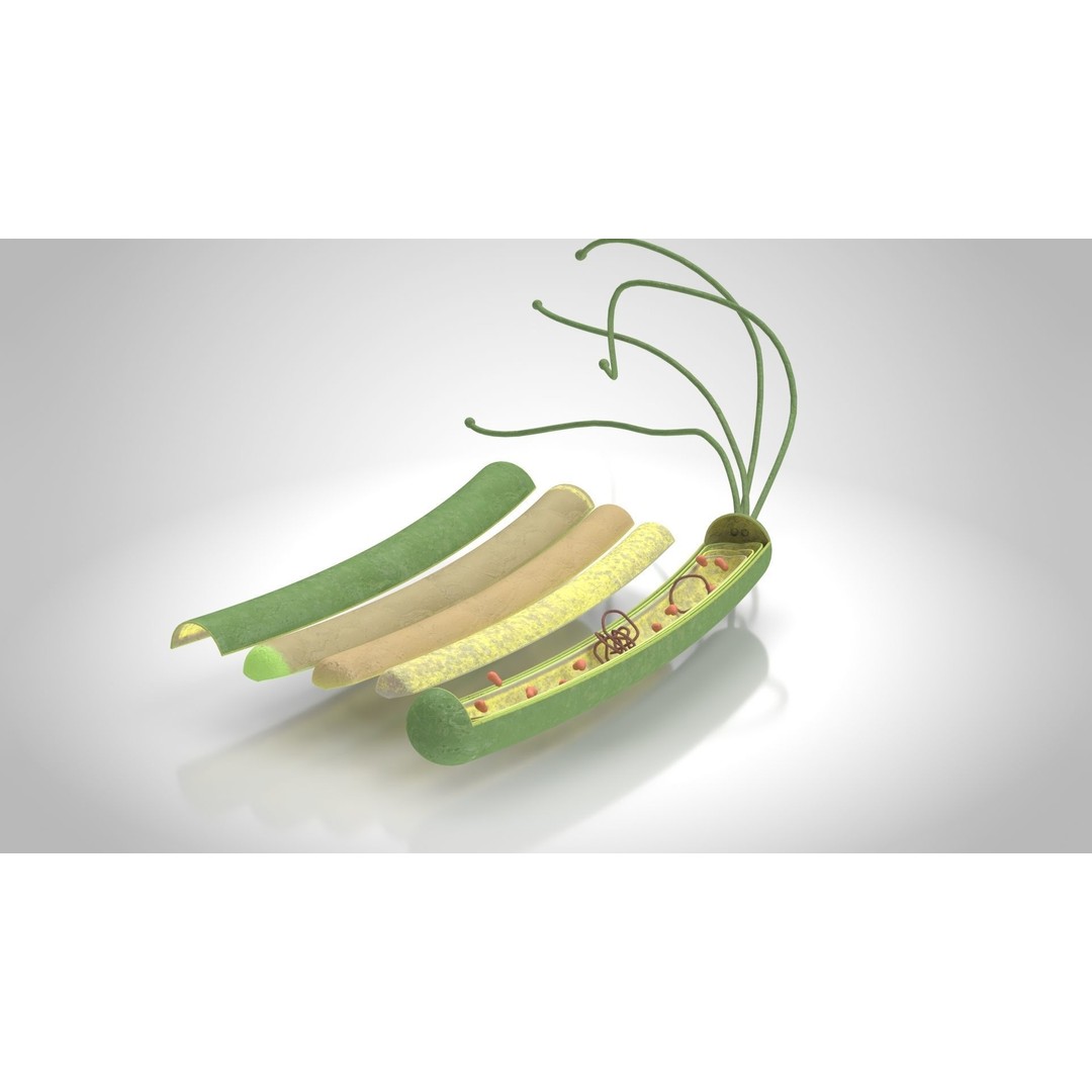 Prokaryotic Structure 3D Model – Low Poly PBR Asset, FBX, OBJ - View 3