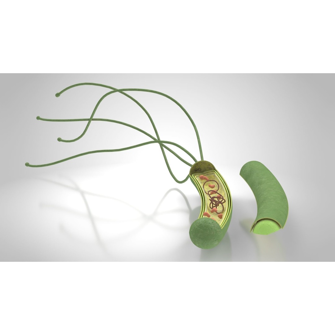 Prokaryotic Structure 3D Model – Low Poly PBR Asset, FBX, OBJ - View 4