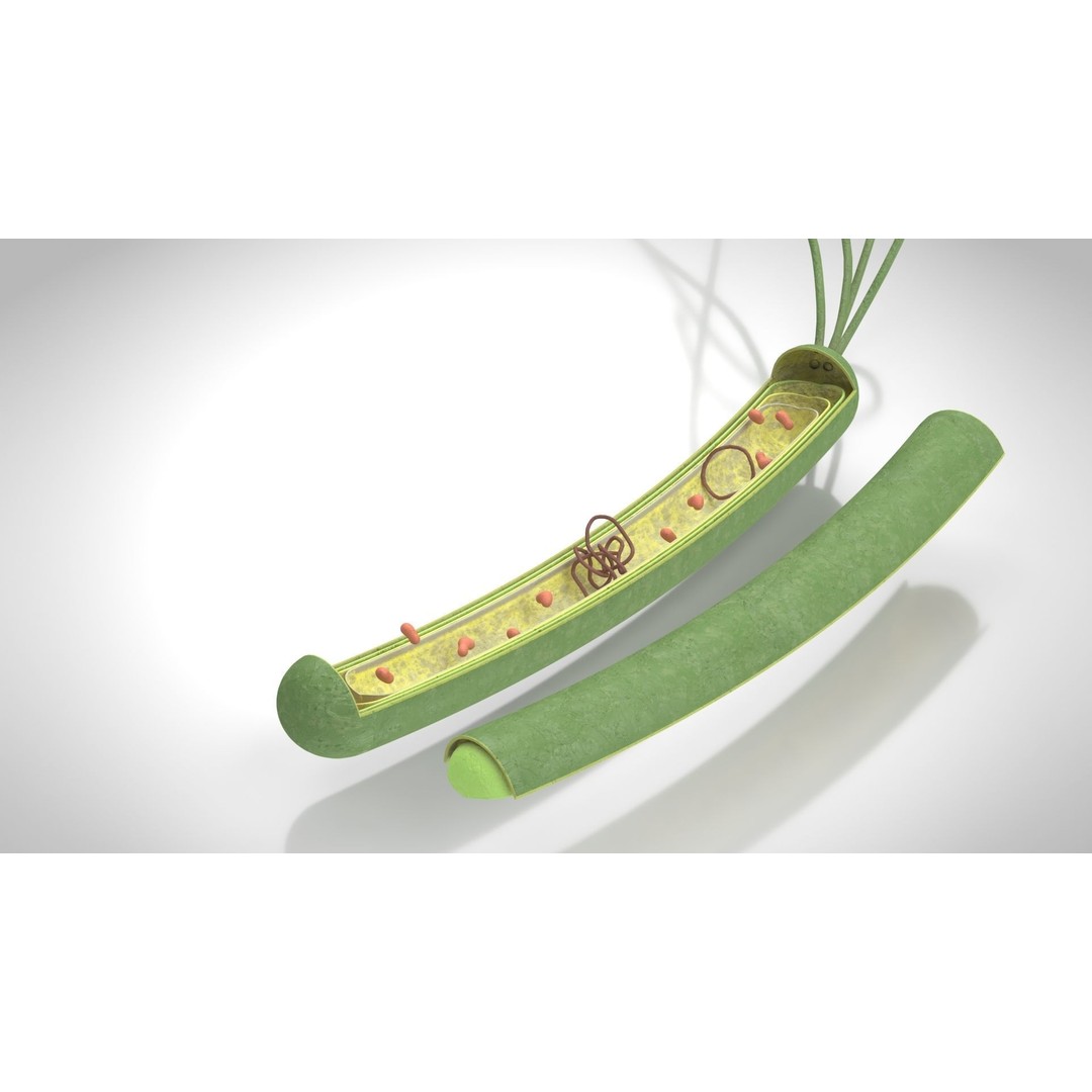 Prokaryotic Structure 3D Model – Low Poly PBR Asset, FBX, OBJ - View 5