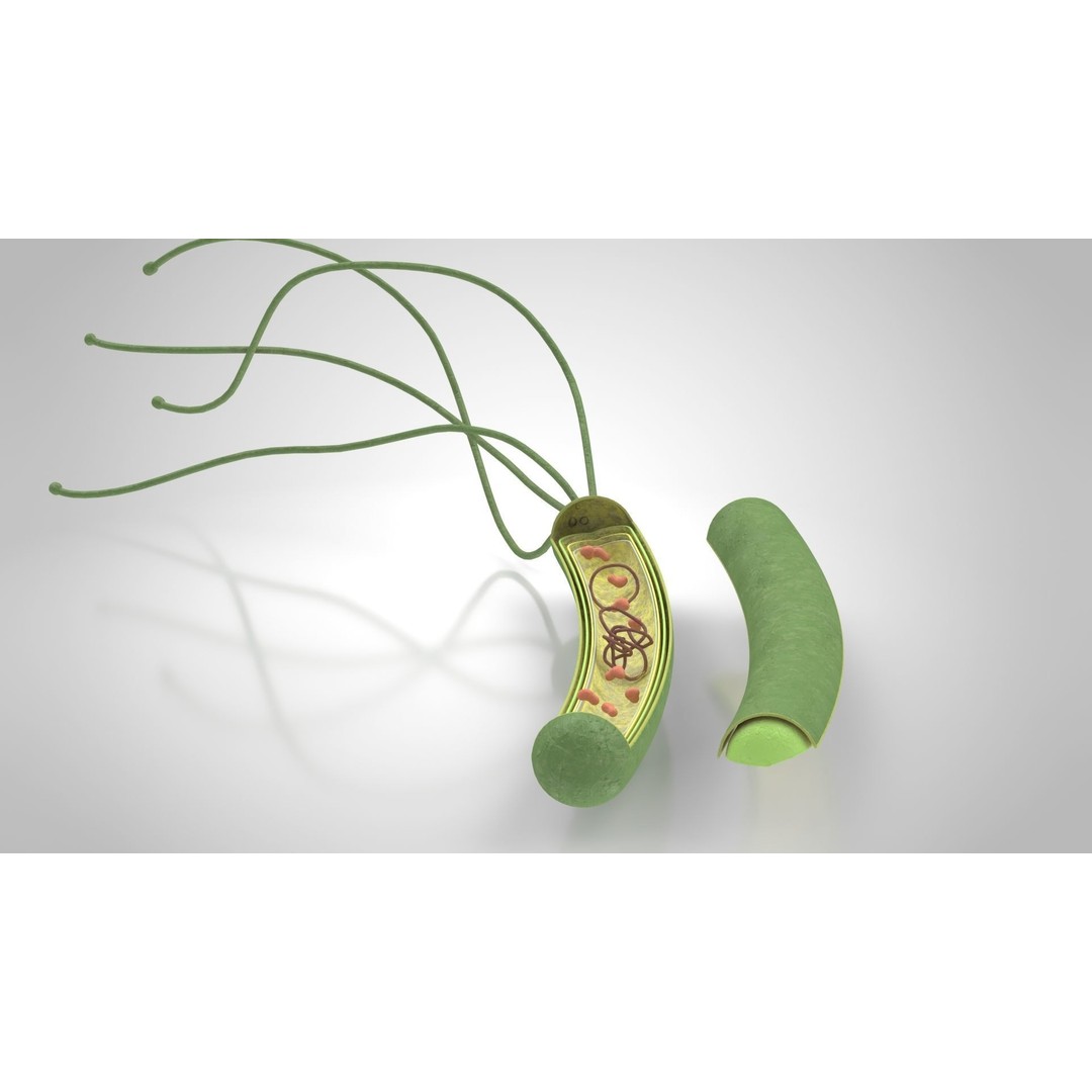 Prokaryotic Structure 3D Model – Low Poly PBR Asset, FBX, OBJ - View 6