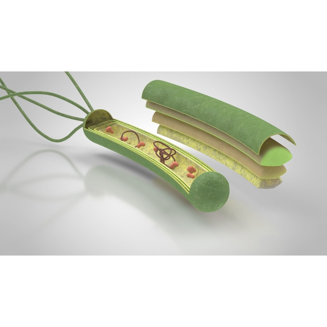 Prokaryotic Structure 3D Model – Low Poly PBR Asset, FBX, OBJ - View 7