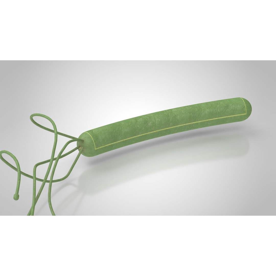 Prokaryotic Structure 3D Model – Low Poly PBR Asset, FBX, OBJ - View 8