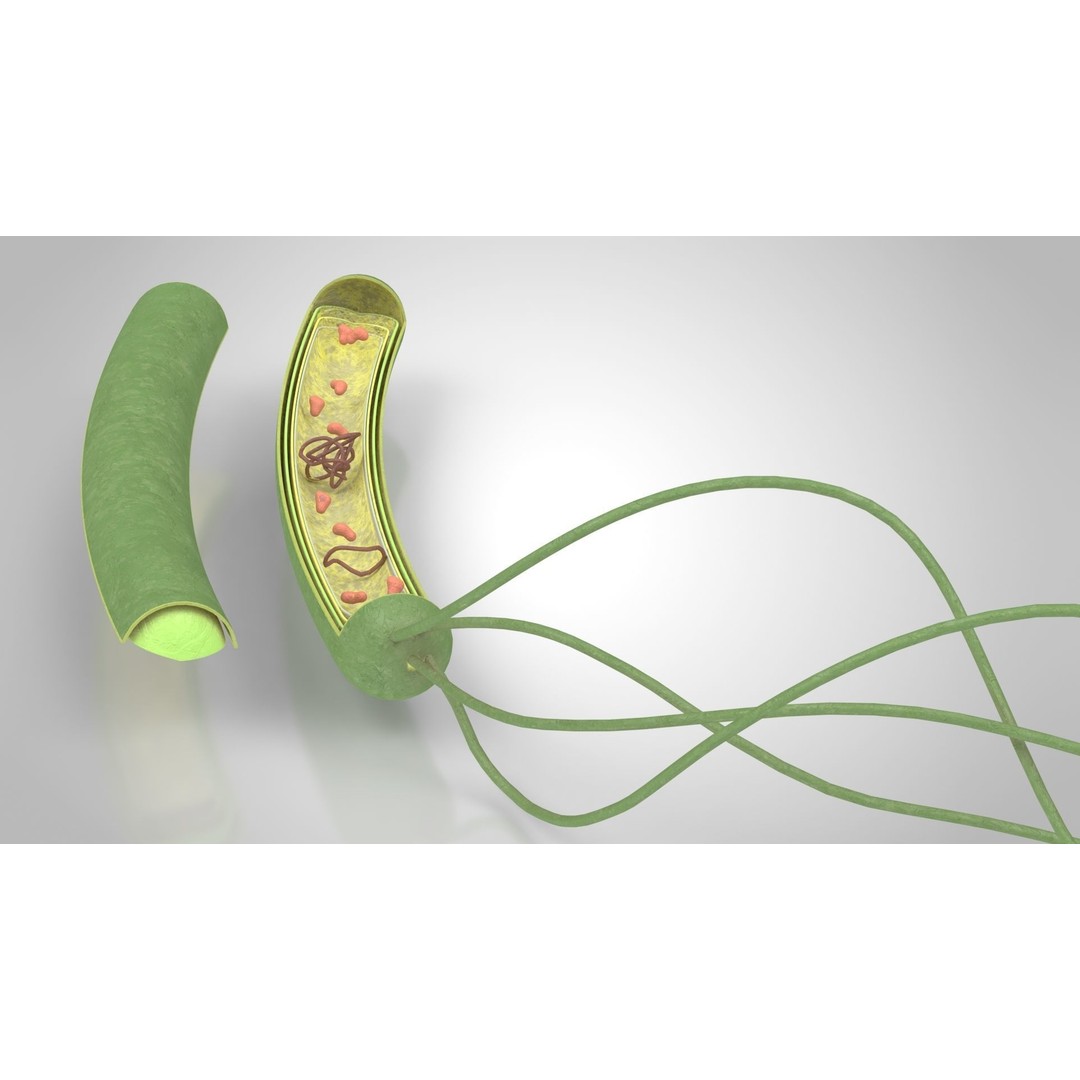 Prokaryotic Structure 3D Model – Low Poly PBR Asset, FBX, OBJ - View 9