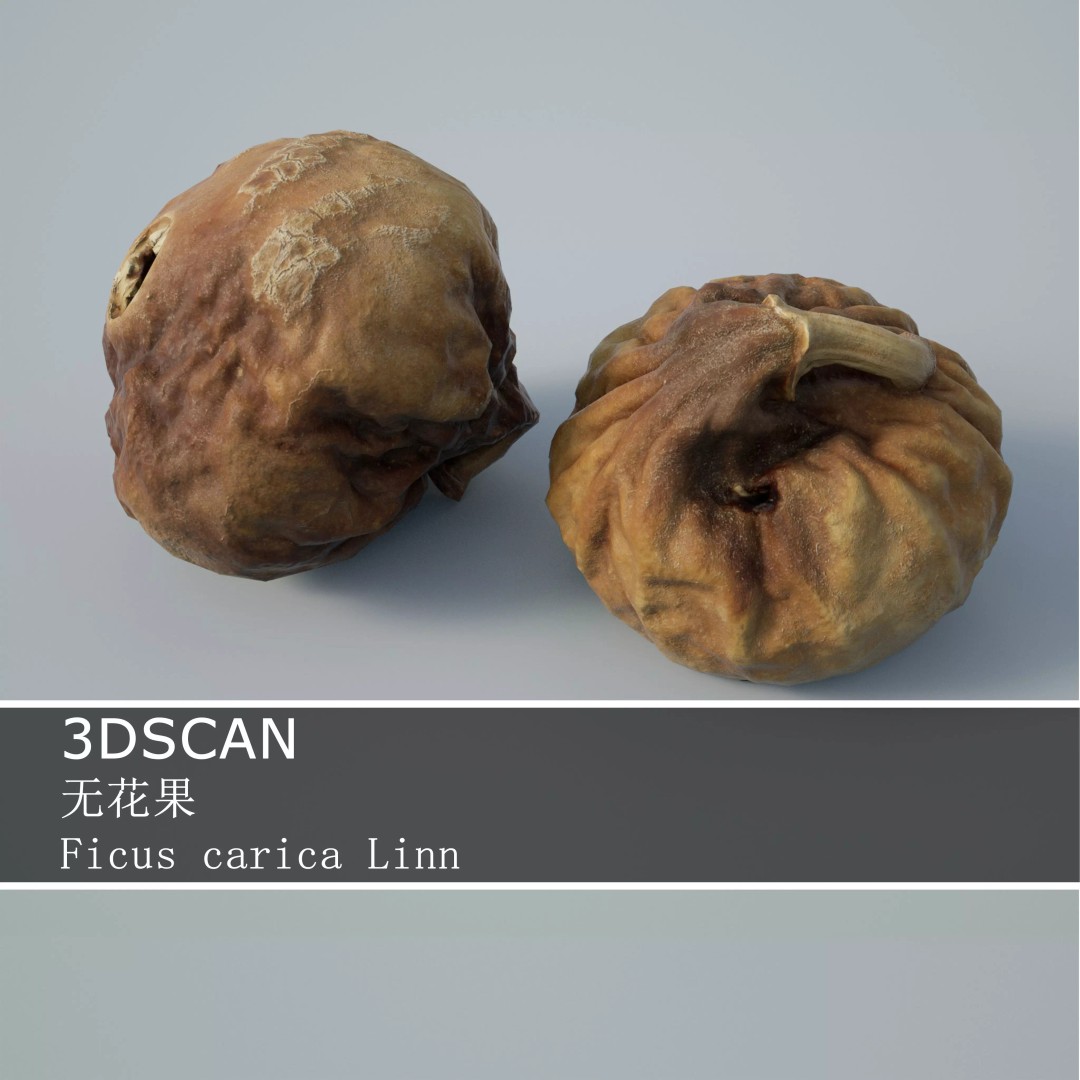 Ficus carica Linn 3D Model – Low Poly Game Asset, PBR Textures - View 2