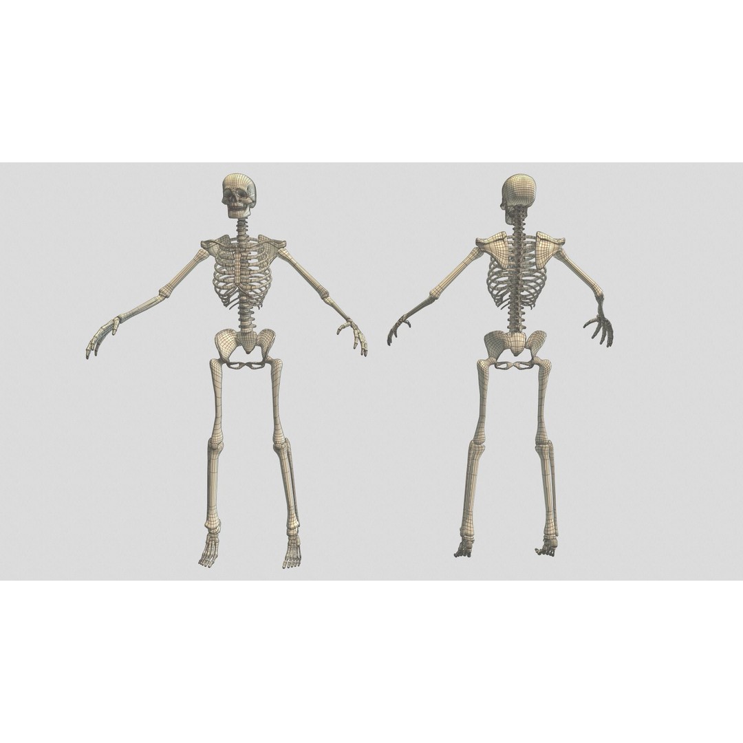 Rigged Skeleton 3D Model – Low Poly Animated Character, FBX