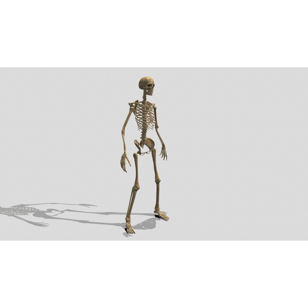 Rigged Skeleton 3D Model – Low Poly Animated Character, FBX - View 10