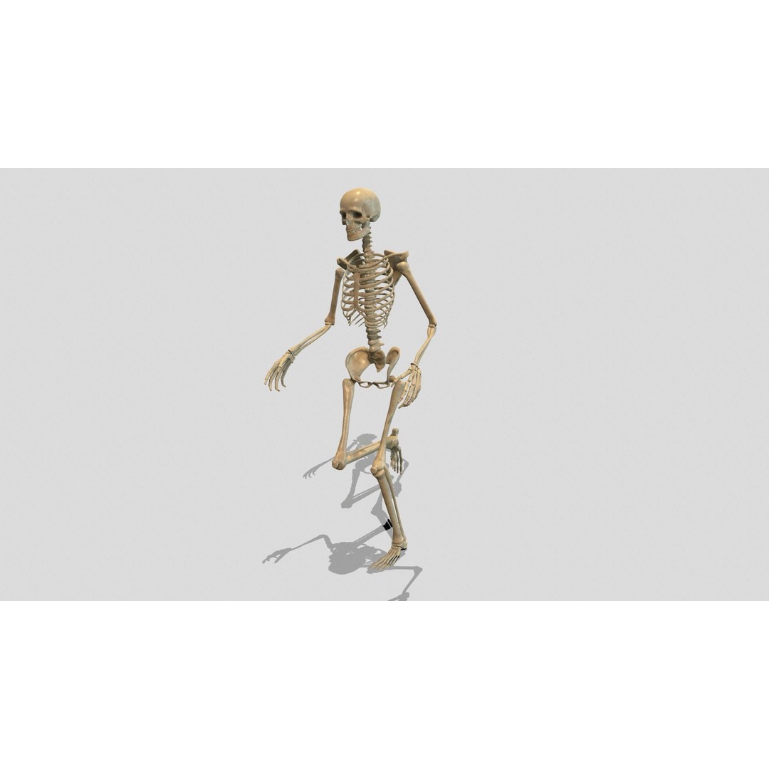 Rigged Skeleton 3D Model – Low Poly Animated Character, FBX - View 11
