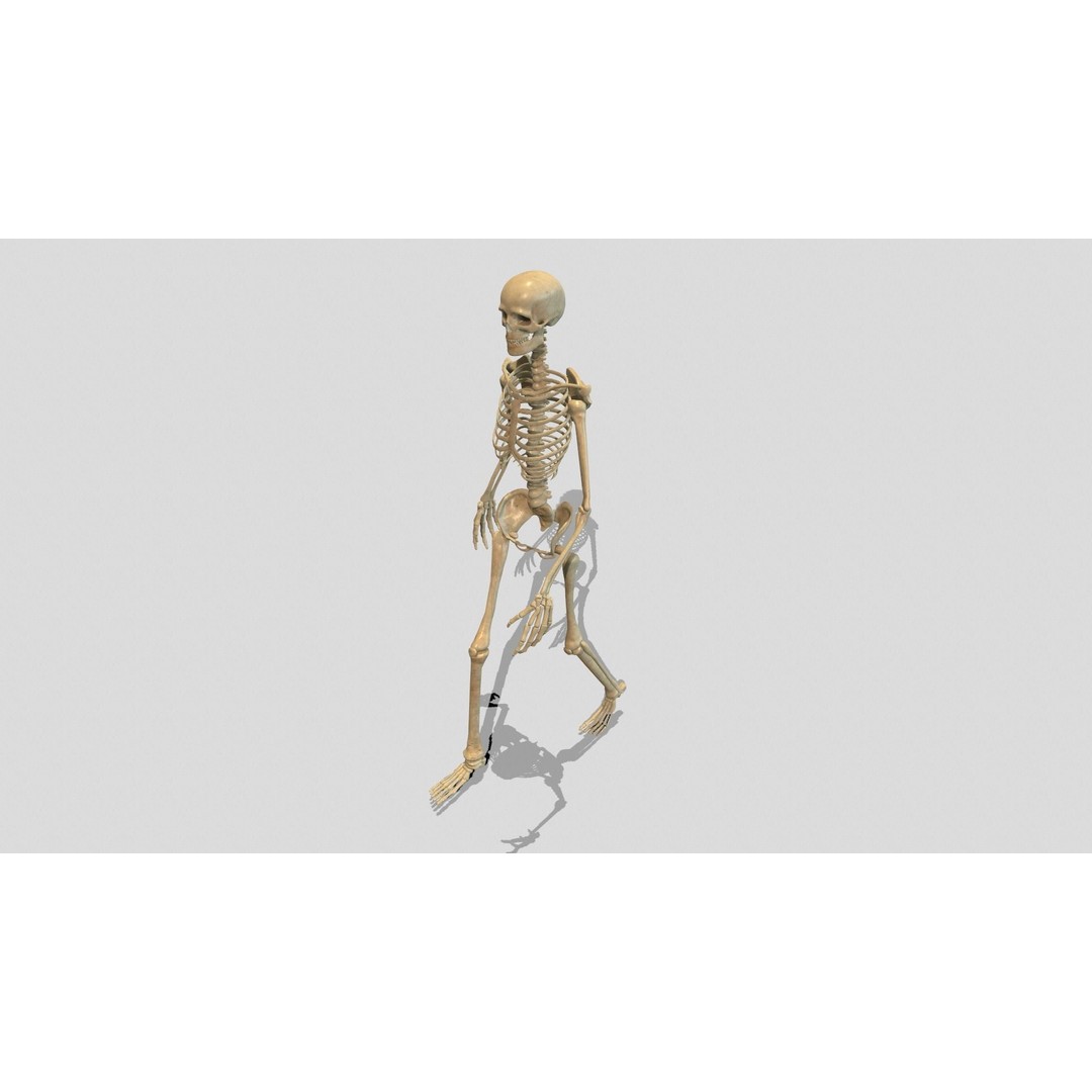 Rigged Skeleton 3D Model – Low Poly Animated Character, FBX - View 12
