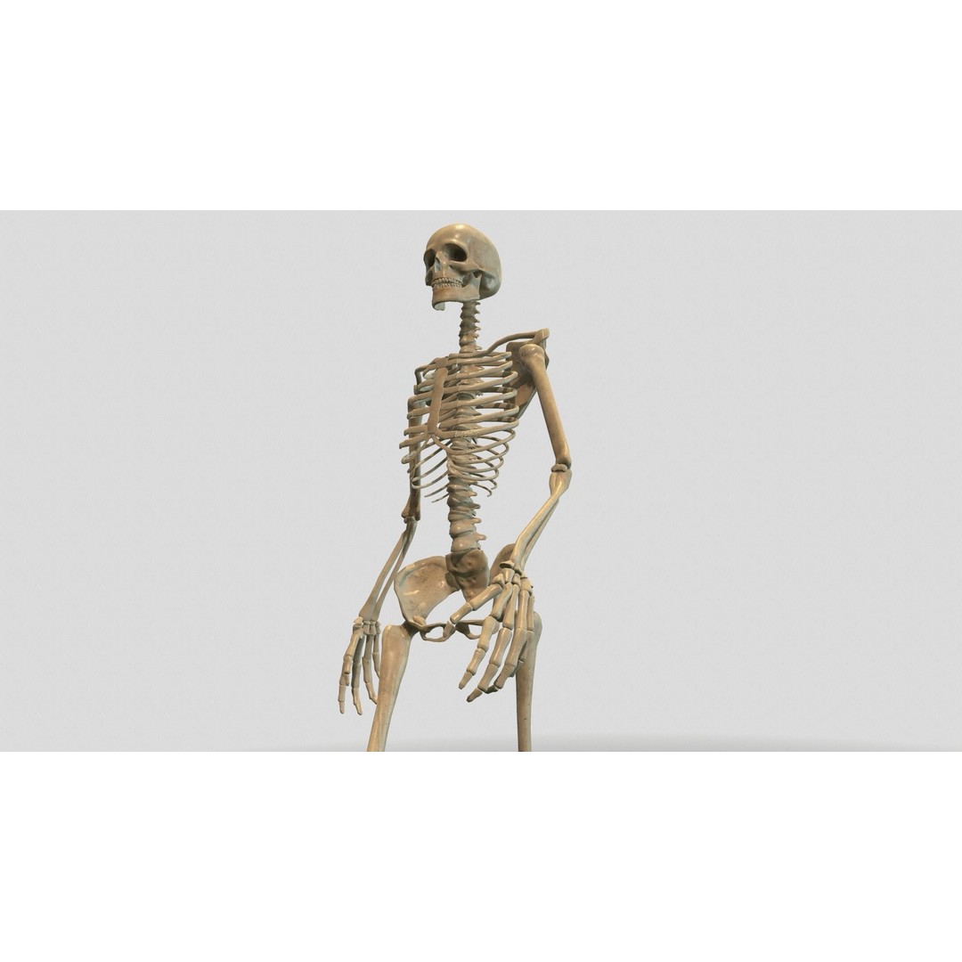 Rigged Skeleton 3D Model – Low Poly Animated Character, FBX - View 13