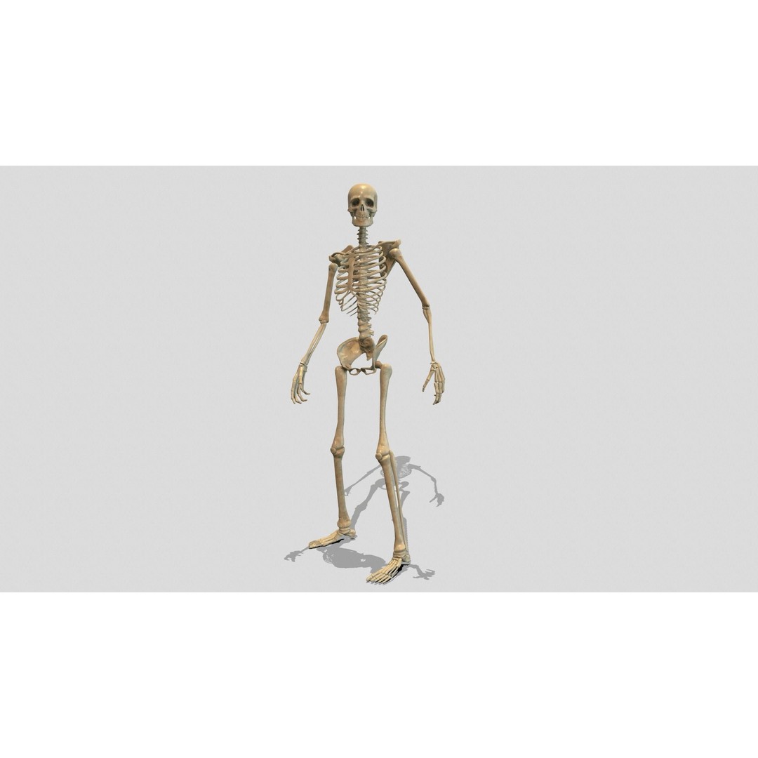 Rigged Skeleton 3D Model – Low Poly Animated Character, FBX - View 14