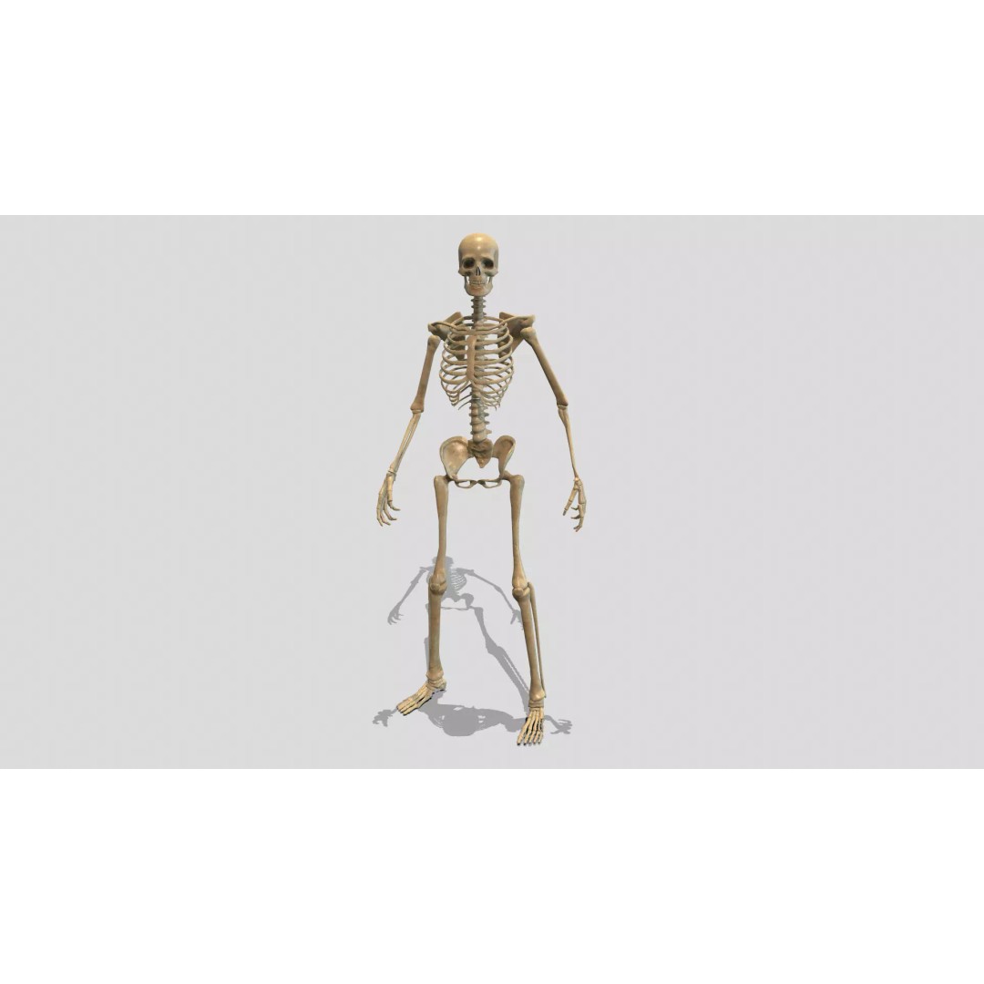Rigged Skeleton 3D Model – Low Poly Animated Character, FBX - View 2