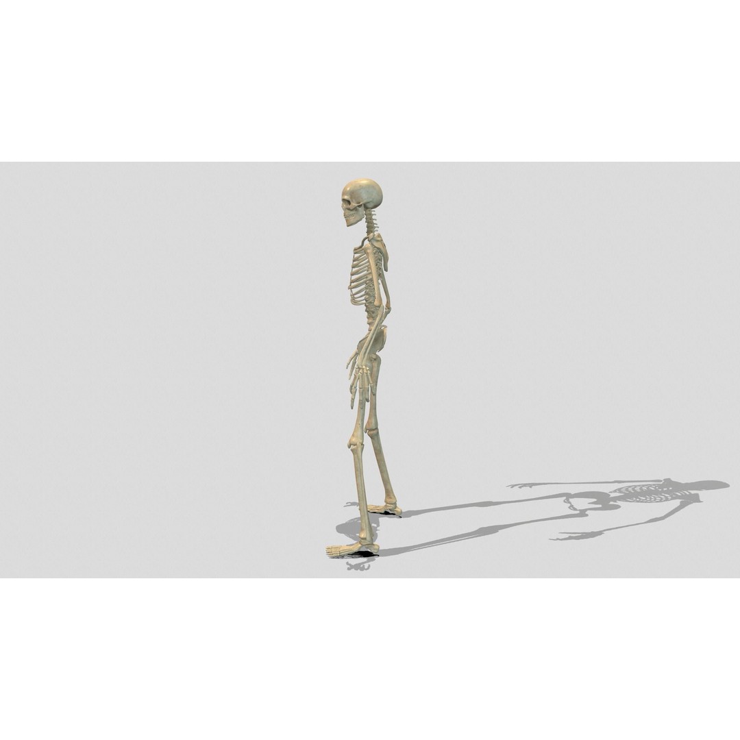 Rigged Skeleton 3D Model – Low Poly Animated Character, FBX - View 3