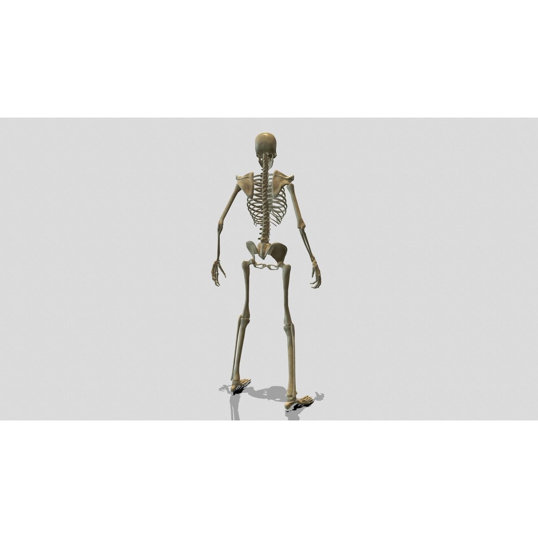 Rigged Skeleton 3D Model – Low Poly Animated Character, FBX - View 4